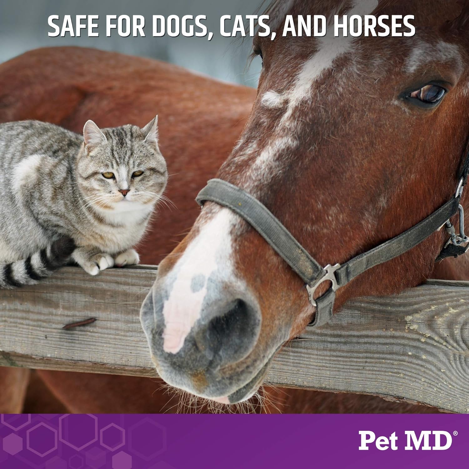 Pet MD Micoseb-CX Topical Shampoo for Dogs, Cats, & Horses with Miconazole - 12 oz
