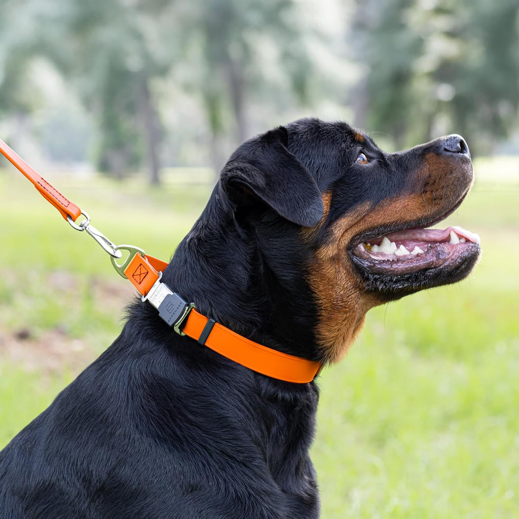 Dogline Biothane Waterproof Dog Collar with Herm Sprenger Black Stainless Steel Quick Release Buckle – Heavy Duty Tactical Durable Collar for Dogs – Comfortable and Safe Pet Collar, W 3/4" L 12-19"
