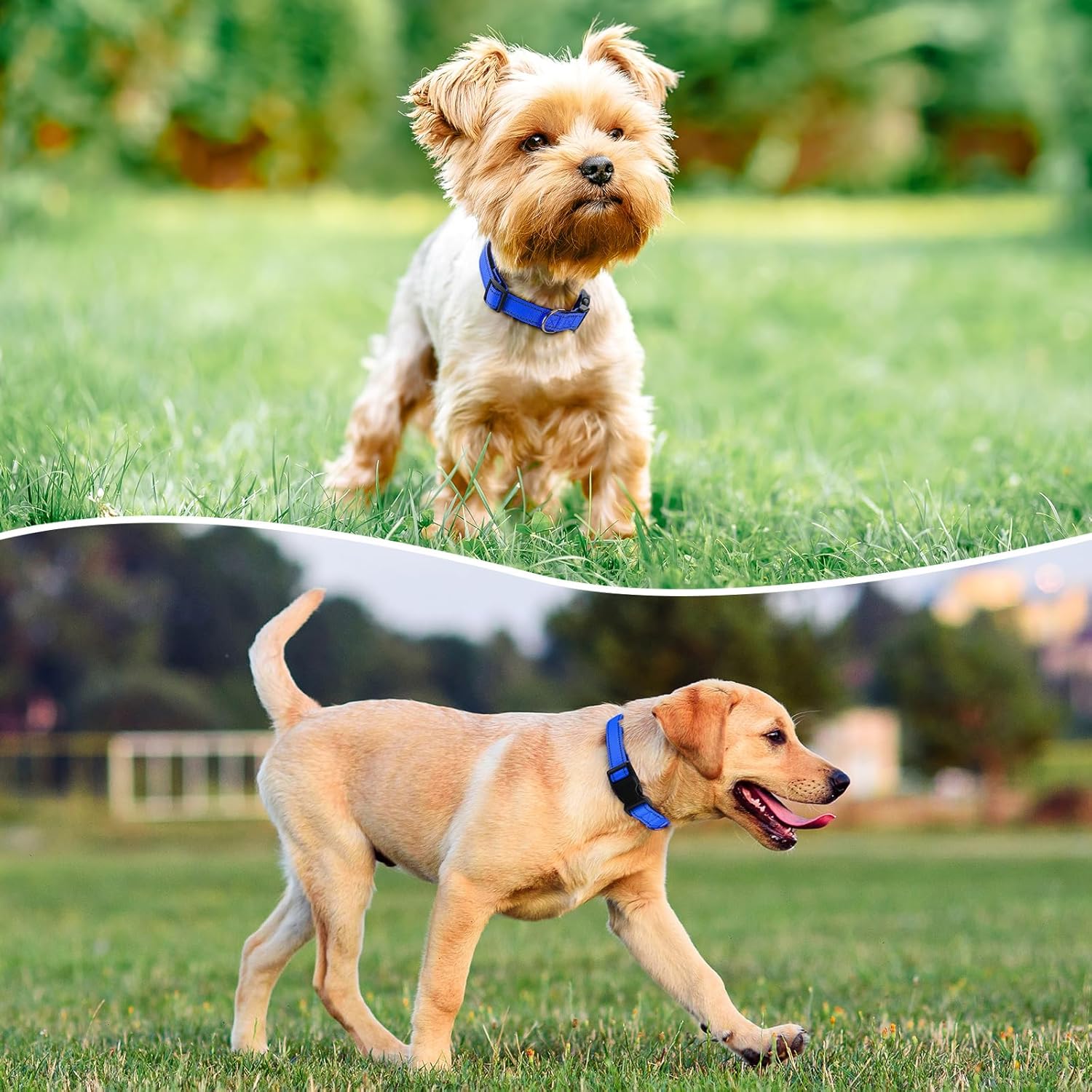 Reflective Dog Collar Padded with Soft Neoprene Breathable Quick Release Basic Dog Collars for Medium Large Dogs Blue Boy Girl