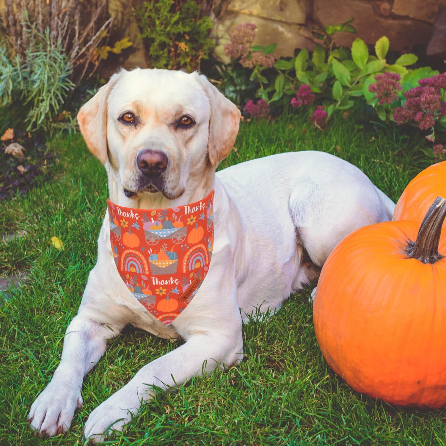 ADOGGYGO Thanksgiving Dog Bandana - Blue Orange Pumpkin Scarf, Adjustable Fit Fall Bandanas for Extra Large Dogs Pets (X-Large)
