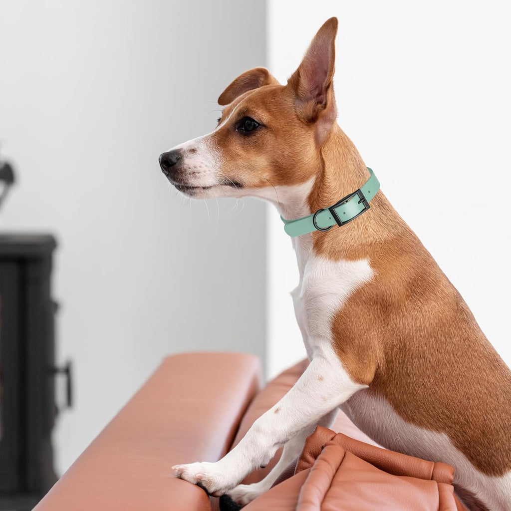 Dogline Biothane Waterproof Dog Collar Strong Coated Nylon Webbing with Black Hardware Odor- Proof for Easy Care Easy to Clean High Performance Fits Small Medium or Large Dogs, Sage Green