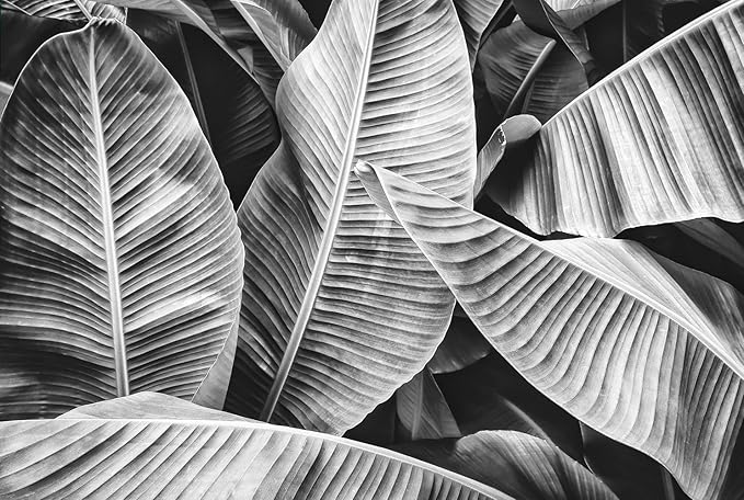 Grey Leaf Wallpaper Tropical Banana Leaves Wall Mural Wallpaper for Bedroom Living Room TV Background Wall Covering(Not Peel n' Stick)