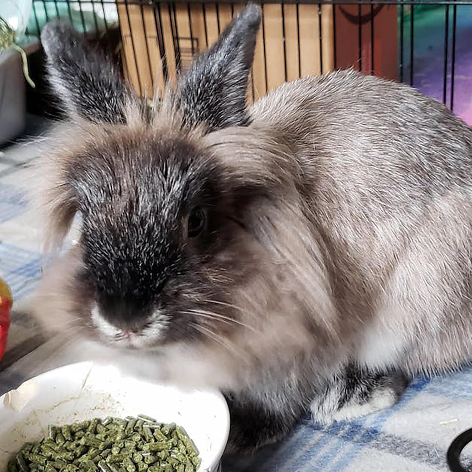 Sherwood Pet Health Adult Rabbit Food Alfalfa Timothy Hay-Based Blend 4.5 lbs, Grain and Soy-Free for Better Digestion