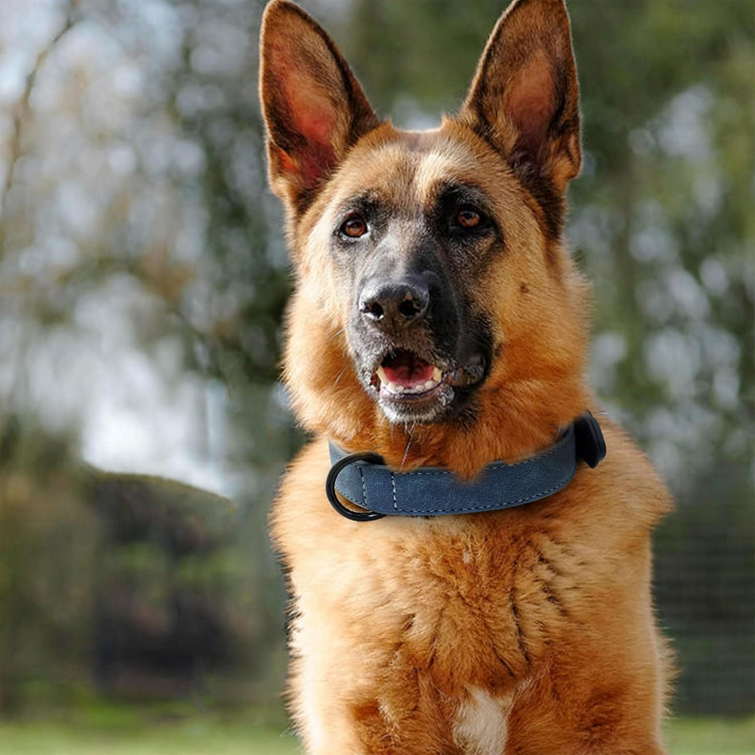 Didog Soft Padded PU Leather Dog Collar, Breathable and Adjustable Dog Collar for Large Dogs, Comfortable for Daily Walk, Blue, XL Fit Neck 17-21"(44-71 lbs)