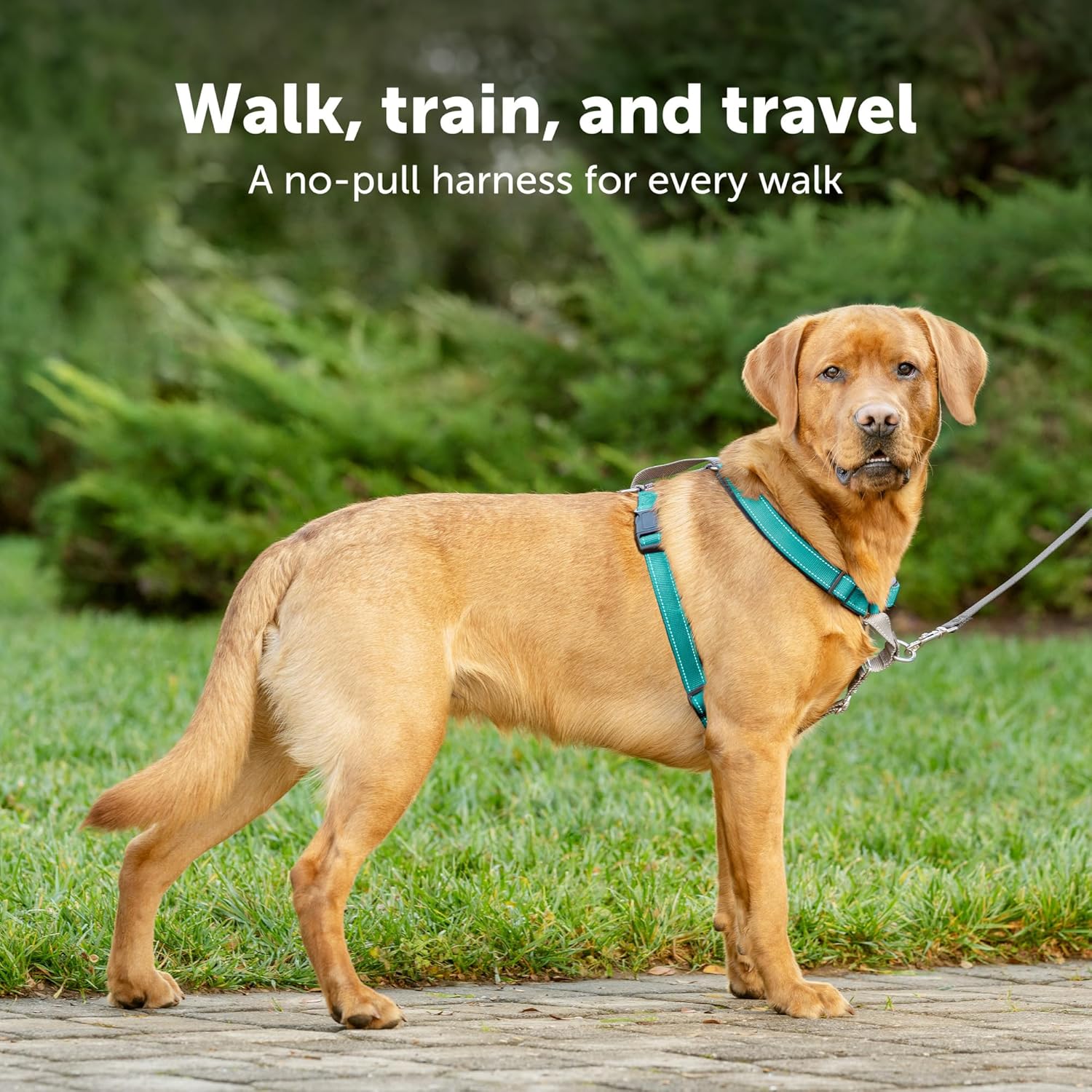 PetSafe 3 in 1 Dog Harness - No Pull Solution for Dogs - Reflective Dog Harness - Front D-Ring Clip Helps Stop Pulling - Comfortable Padded Straps - Top Handle Enhances Control - Teal - Large