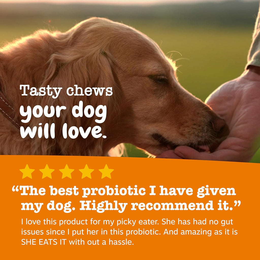 Zesty Paws Probiotics for Dogs - Digestive Enzymes for Gut Flora, Digestive Health, Diarrhea & Bowel Support - Clinically Studied DE111 - Dog Supplement for Pet Immune System – Pumpkin – Pack of 2