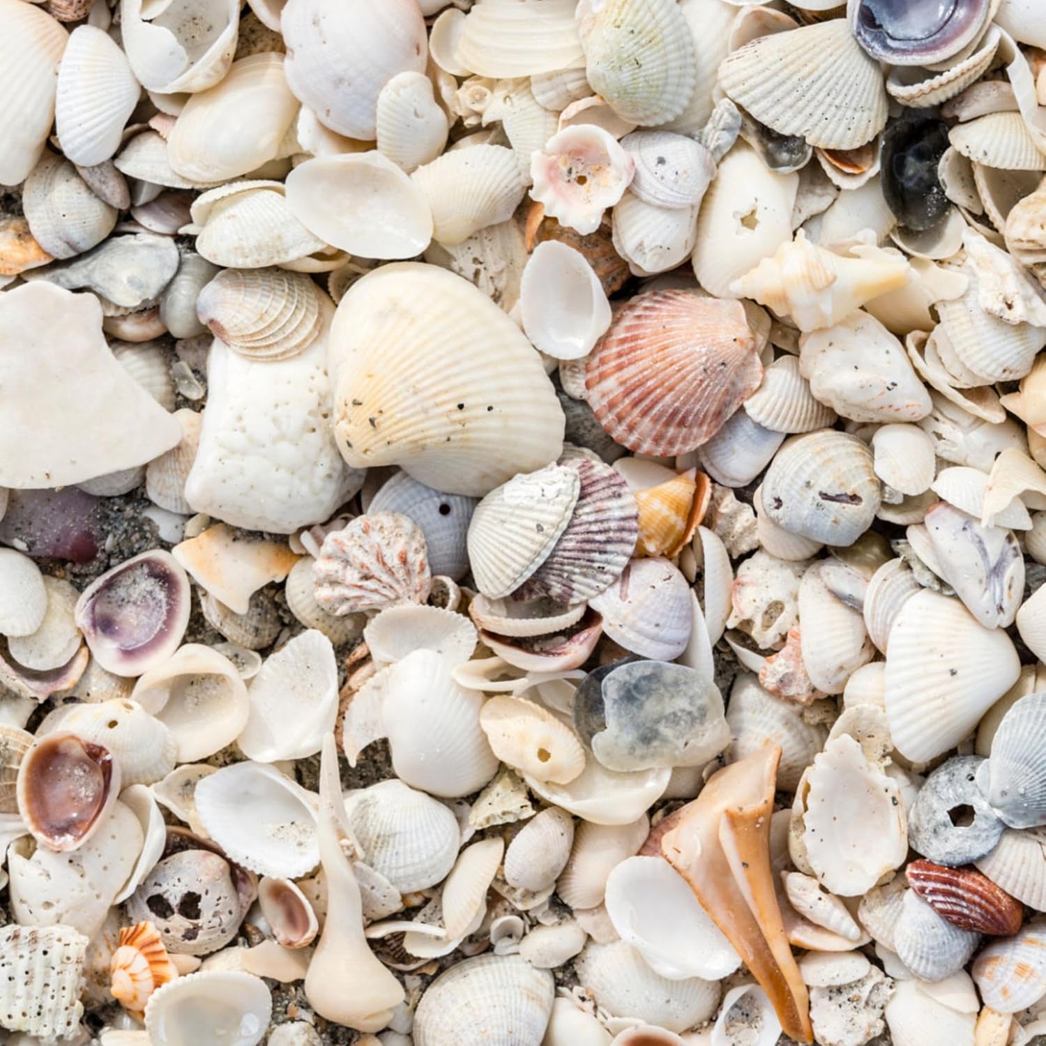 Natural Organic Sea Shell Mulch for Gardens and Landscaping – Decorative and Nutrient-Rich, 0.5–3-Inch Shells, Perfect for Indoor and Outdoor Use (0.2 CF - 4.8 L - 5 QTS)
