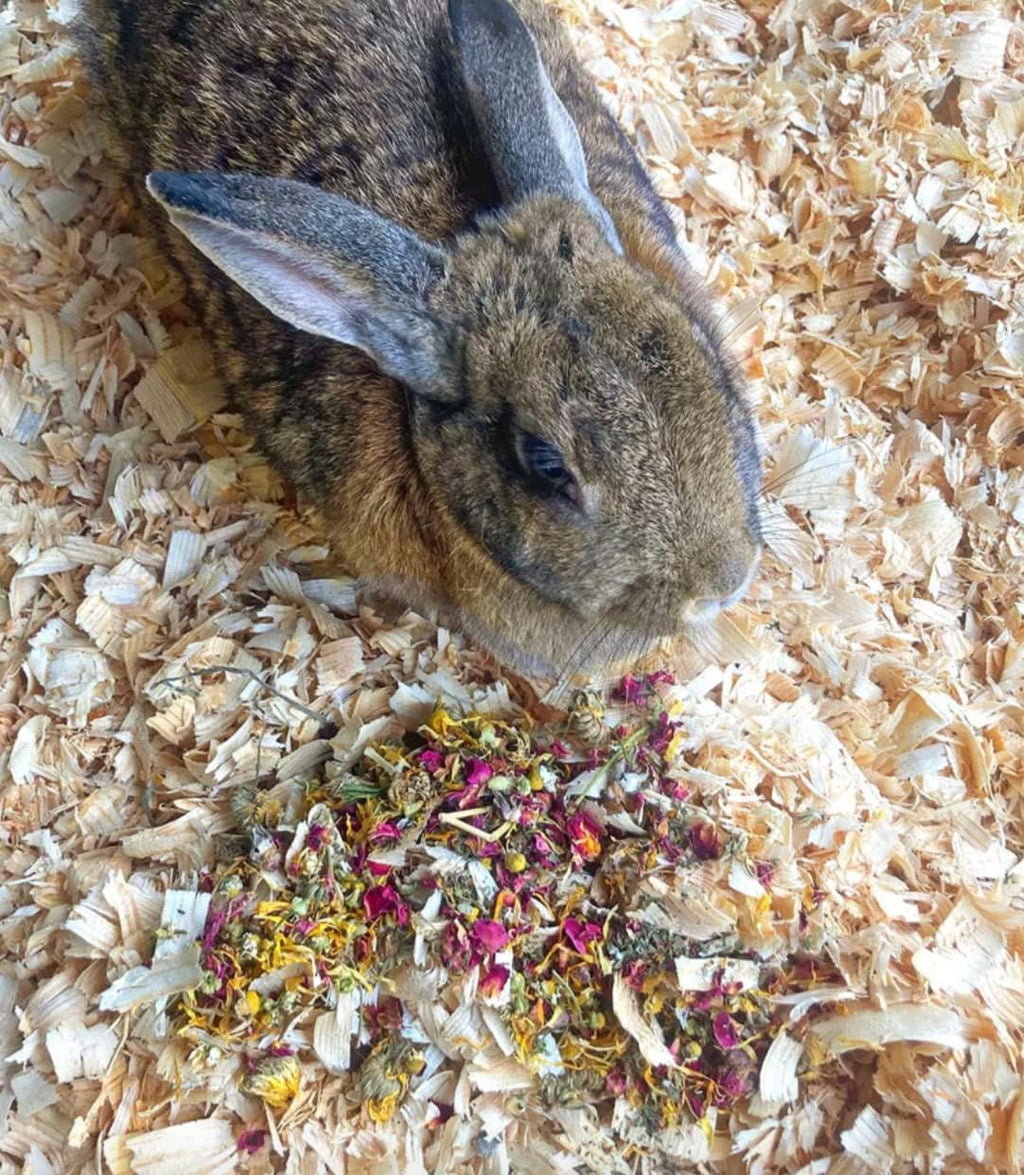 Herbal Forage Rabbit Treat & Hay Topper (2 Ounces): Premium Rabbit Food, Hay for Guinea Pigs Food, Chinchilla Food, Hamster Treat Made with Organic Herbs (10 Ounce)