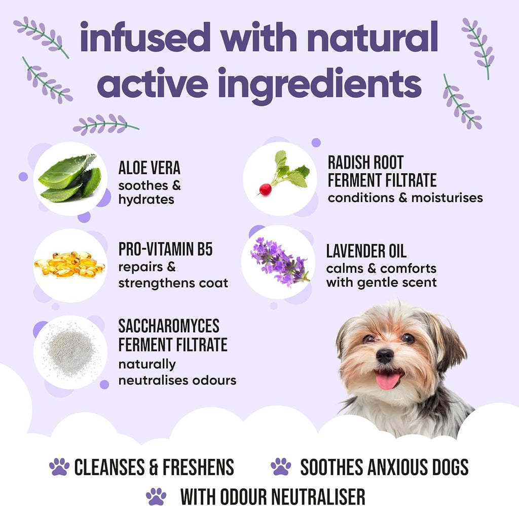 Calming & Deodorising Dog Shampoo by Buddycare | Lavender Scented | with Aloe Vera and Pro Vitamin B5 (33.8oz)