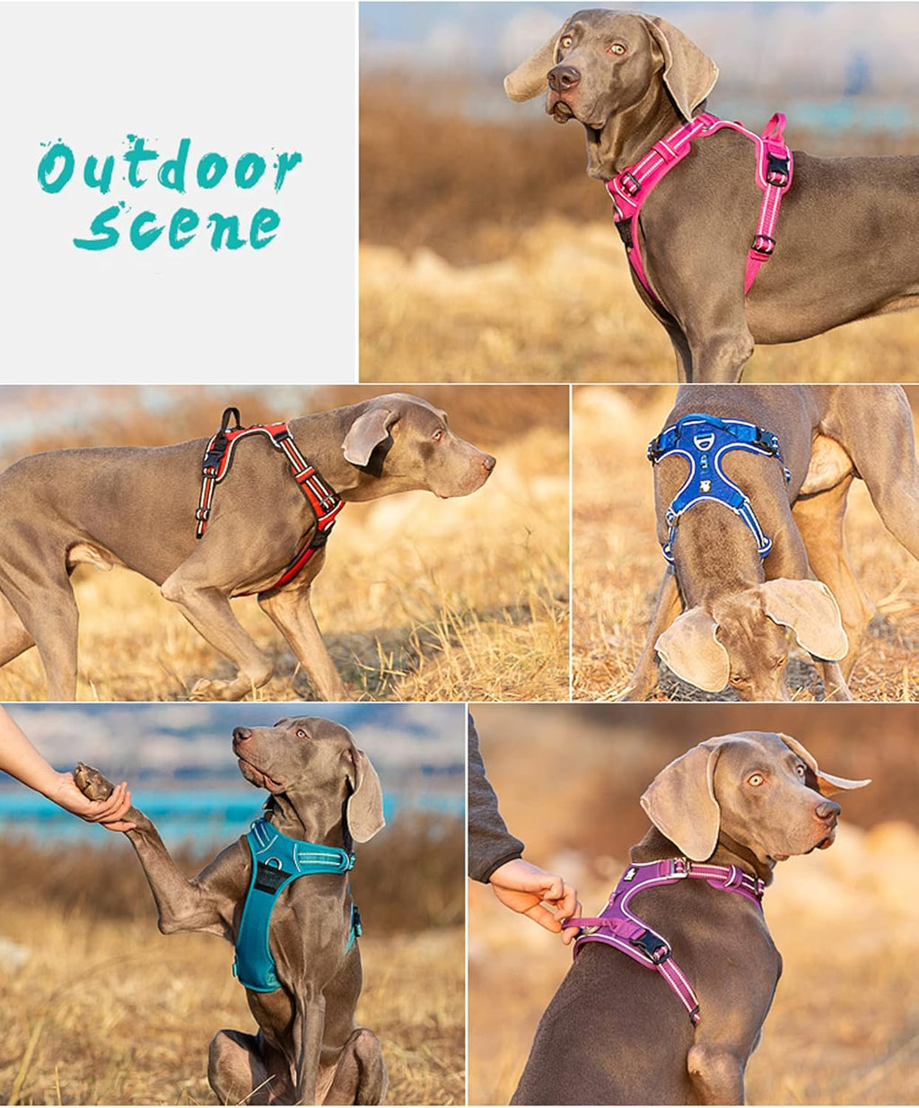 TRUE LOVE Dog Harness No Pull Nylon Reflective Pet Harness Adjustable Comfortable Control Step-in Brilliant Colors Truelove TLH56512 Grass Green
