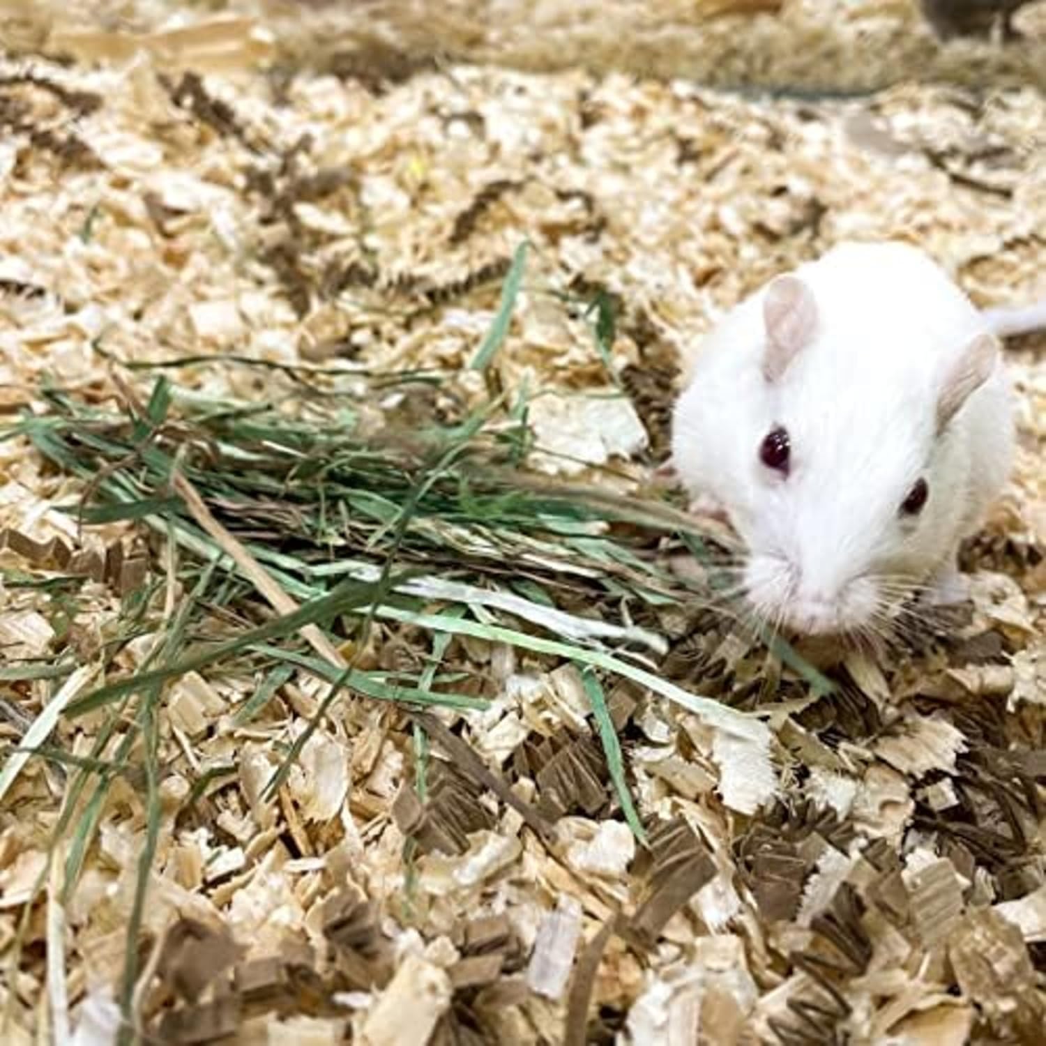 Blue Mountain Hay | Fresh Organic Meadow Hay (24 Ounce) | Mimics Natural Forage | High-Altitude Hay Pet Food for Rabbits, Guinea Pigs, Chinchillas, Hamsters, and Other Small Pets