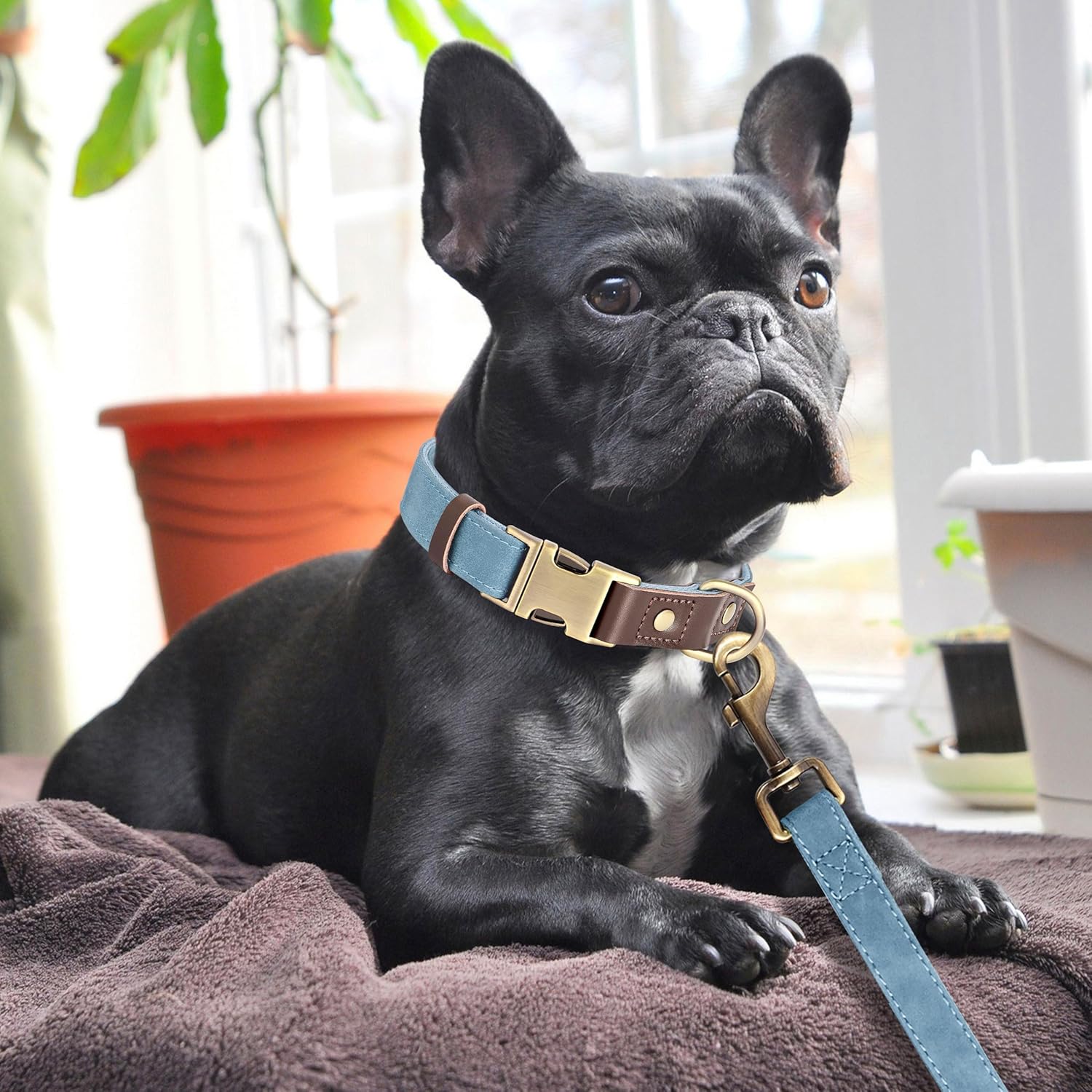 Didog Soft PU Leather Dog Collars for Medium Dogs,Classic Adjustable Dog Collars with Quick Release Metal Buckle,Easy Clean and Comfortable with Nylon Lining,Denim Blue,M Neck 13-19"