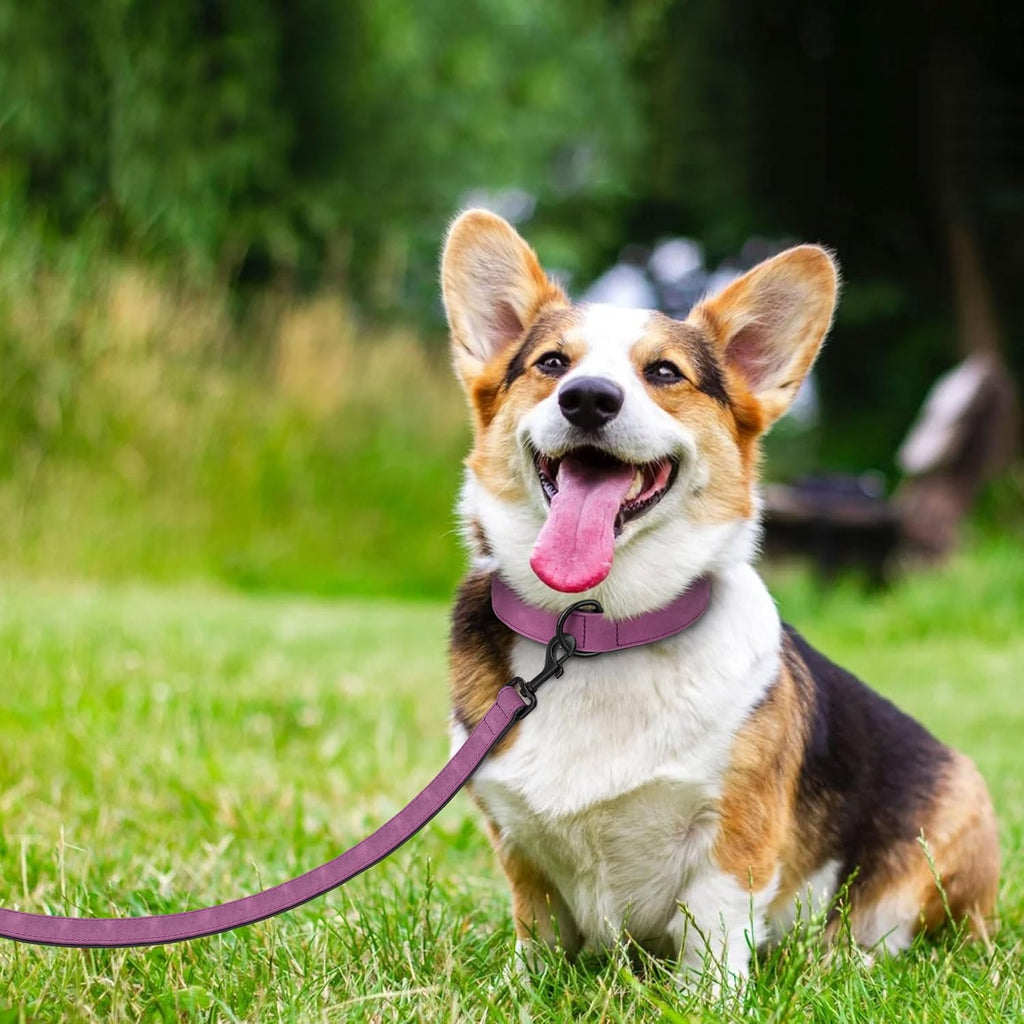 Didog Soft Padded Leather Dog Collar and Leash Set, Heavy Duty Dog Leash and Collar Set with Metal Buckle, Breathable Dog Collars with 4FT Leather Dog Leash for Small Medium Large Dogs, Purple, M