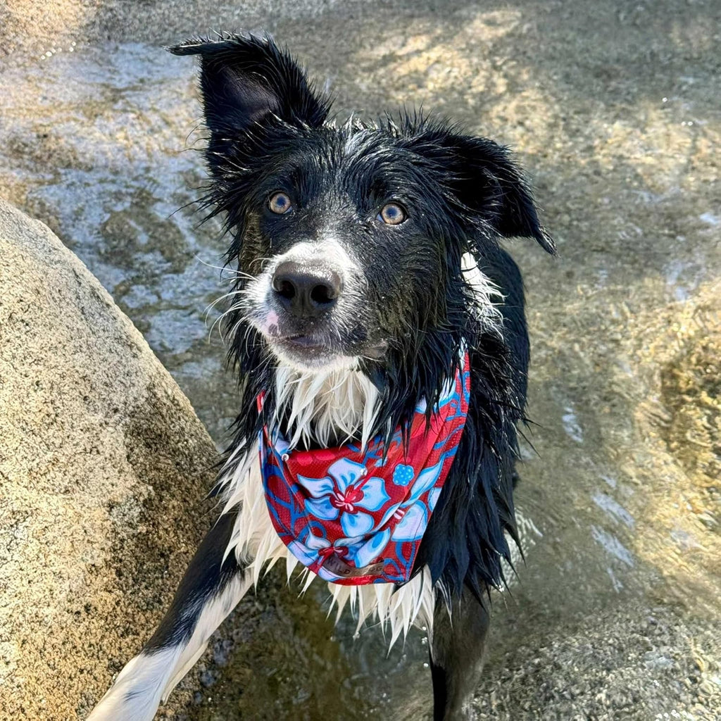 Wilderdog Dog Bandana with Lightweight Quick Drying Poly-Blend Mesh Material in Aloha