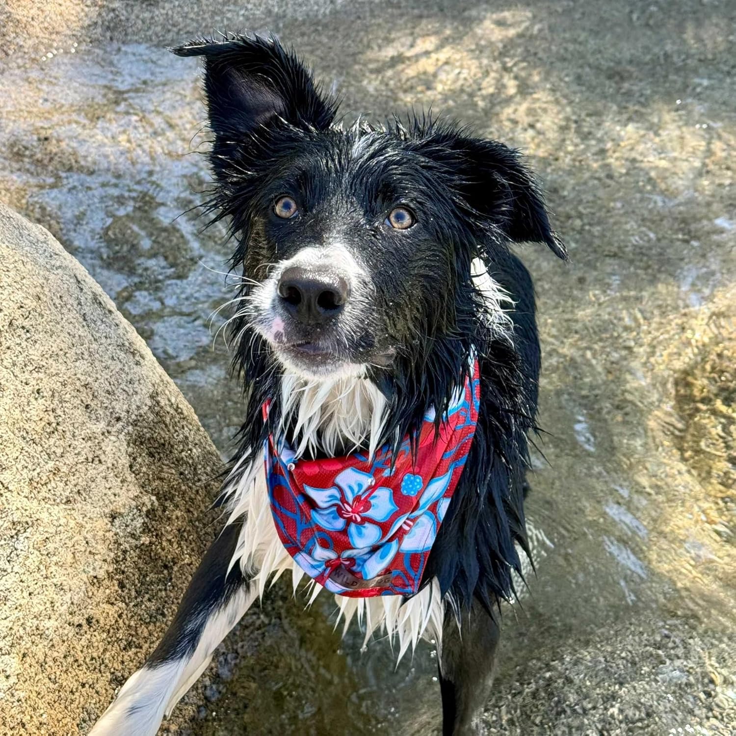 Wilderdog Dog Bandana with Lightweight Quick Drying Poly-Blend Mesh Material in Aloha