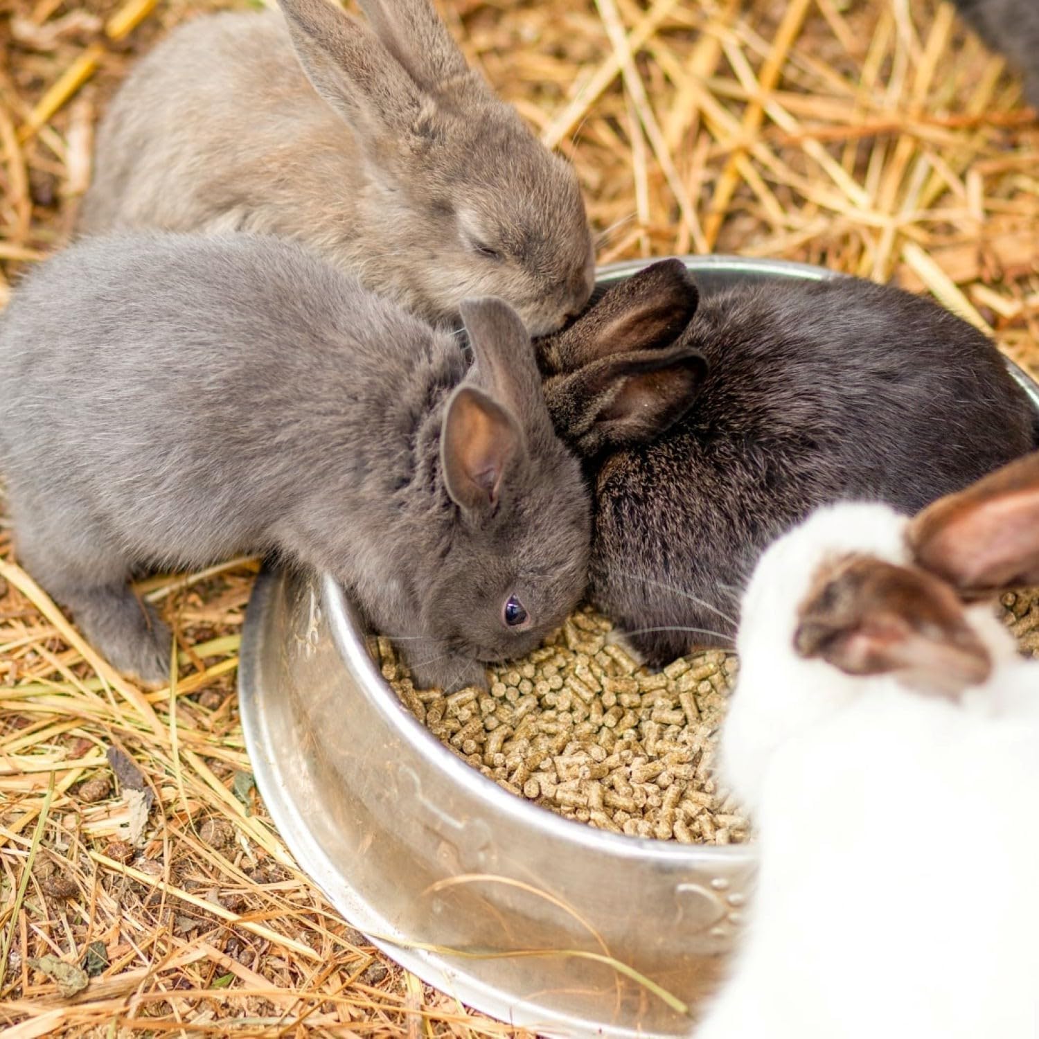 Blue Mountain Hay | Organic Bedding Straw (25 lb) | Natural Pet Bedding & Insulation for Rabbits, Guinea Pigs, Goats, Chickens, Stray & Feral Cats, and Small Animal Shelters