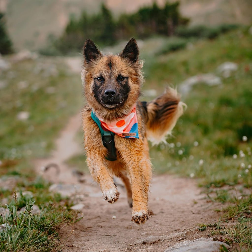 Wilderdog Dog Bandana with Lightweight Quick Drying Poly-Blend Mesh Material in Hazy