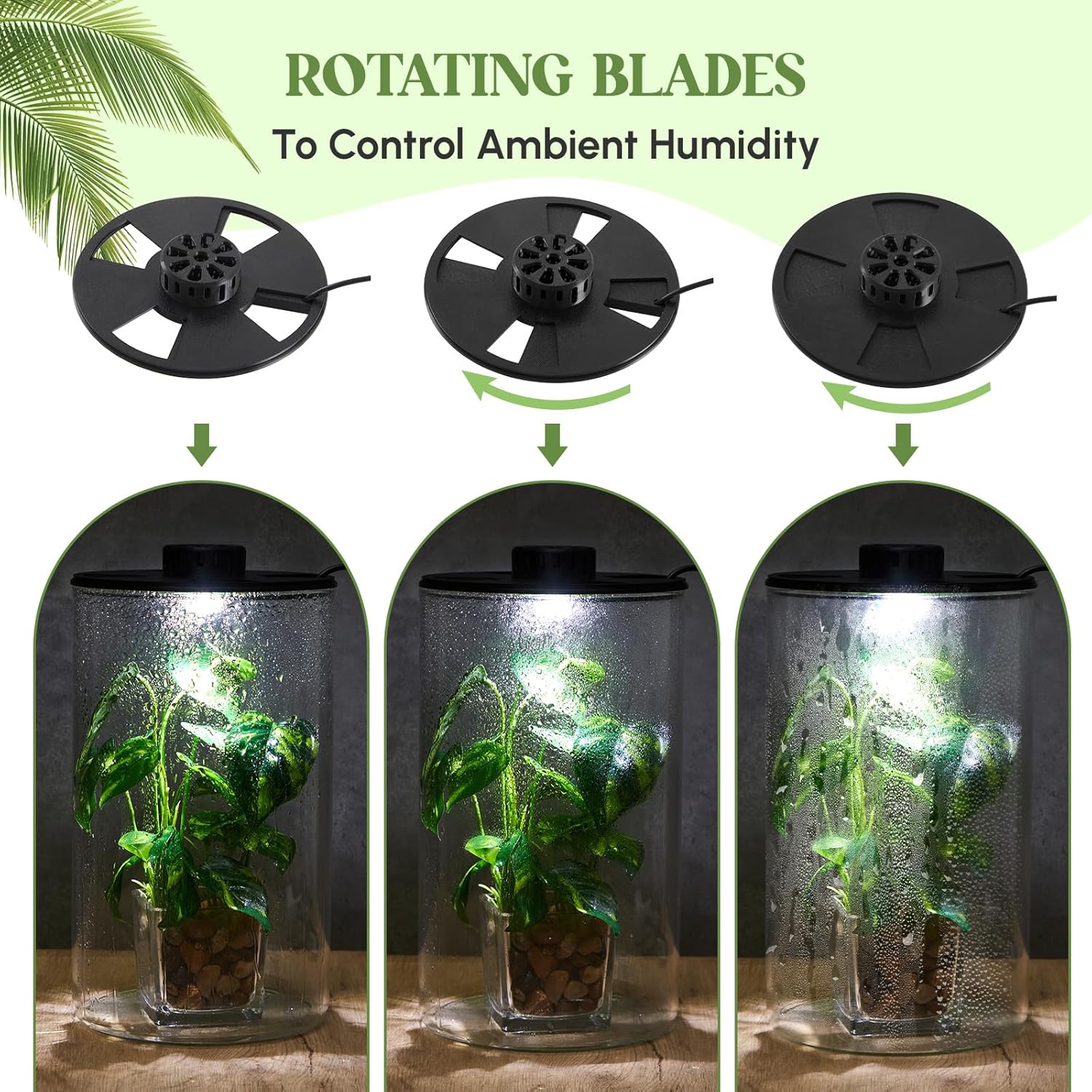 Maxdot Glass Plant Terrarium Kit with Light for Succulent, Moss, Miniature Gardening Landscape, Betta Fish Tank, Office Home Decoration, Plant Lovers Gifts(9.8 x 5.9 Inch)