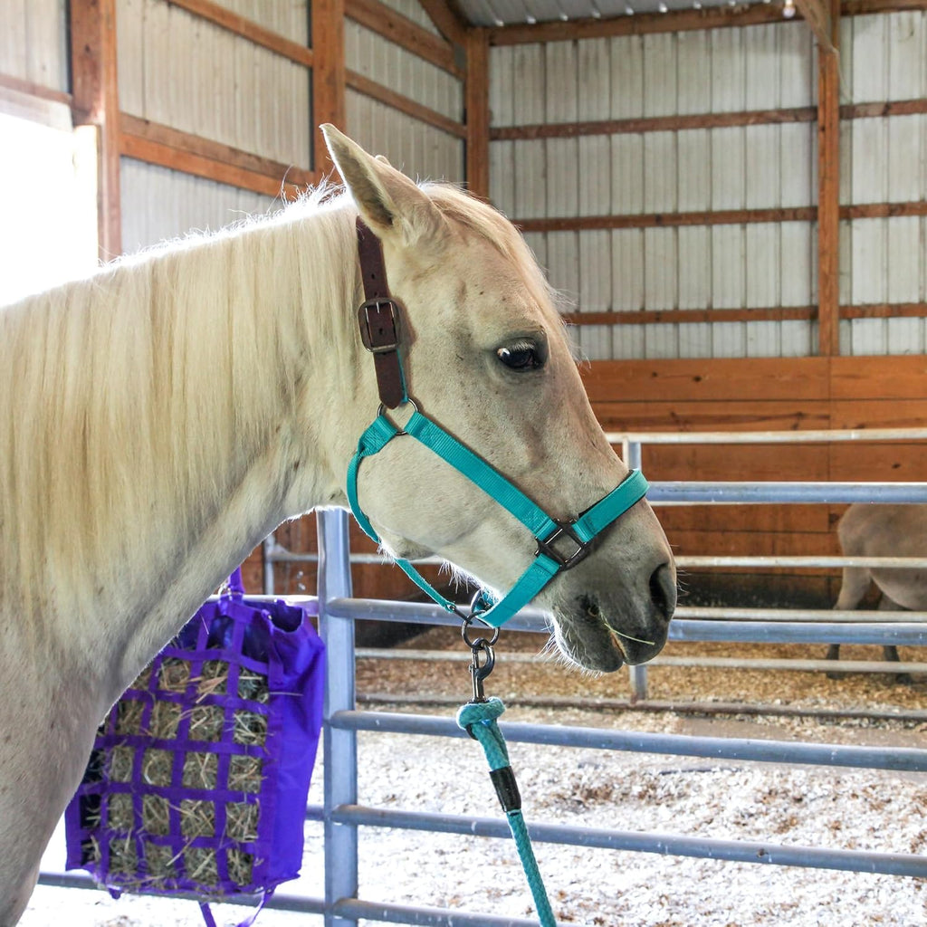 Majestic Ally Leather Halter with Matching Lead Rope for Horses – Leather Breakaway Crown - Adjustable Chin Strap – Rolled Throat Latch – Padded Noseband – Full (Purple, Full)