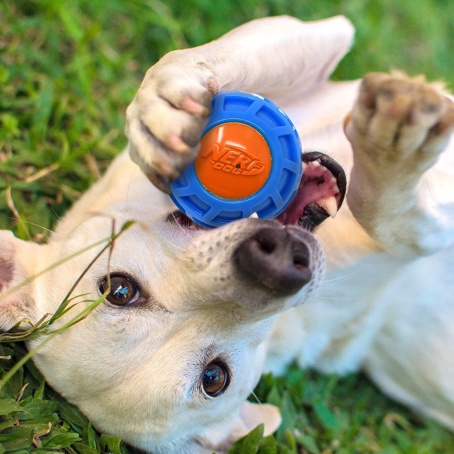 Nerf Dog 4in TPR EXO Squeak Ball - Blue/Orange, Large Breeds