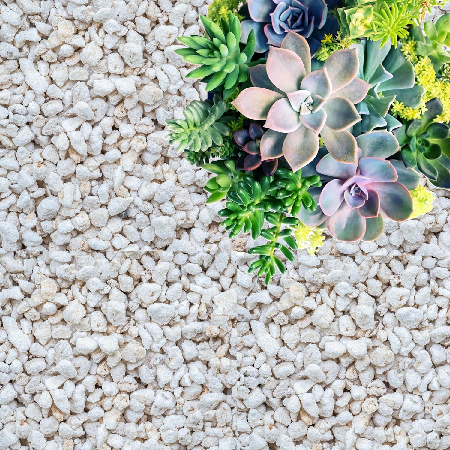 Perlite for Plants, Coarse and Chunky Horticultural Perlite, Organic Perlite for Gardening Indoor & Outdoor, Perlite Bulk Bag, Made in USA (1 Quart)