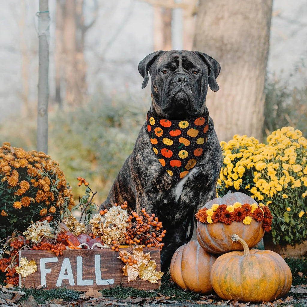 Fall Dog Bandanas - 2 Pack Halloween Thanksgiving Dog Bandana | Reversible Pumpkin and Leaf Pet Scarf for Boy & Girl | Premium Durable Fabric | Holiday Bandana for Medium and Large Dogs (Large)
