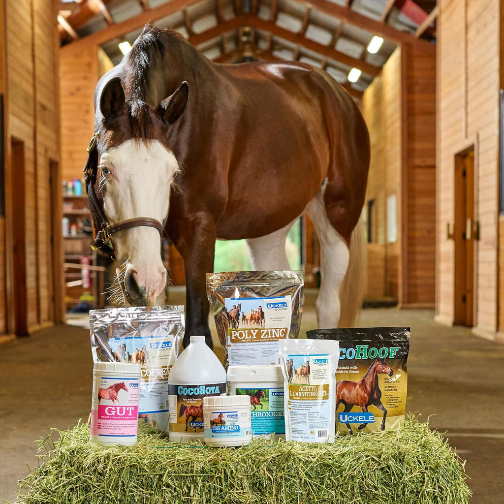 Uckele by SmartEquine Tendon EQ Pellets | Horse Muscle and Ligament Supplement for Horses | Encourages Resilient Tendons | Includes Glycine, Copper, Zinc, and More | 11.7 lb Bag